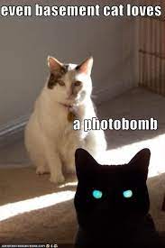 Maybe you would like to learn more about one of these? Untitled Funny Cat Memes Cat Love Basement Cat