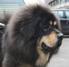 tibetan mastiff dog breed health grooming feeding puppies and temperament petguide mastiff tibetain dogue du tibet mastiff