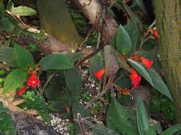 Image result for Rothia hirsuta