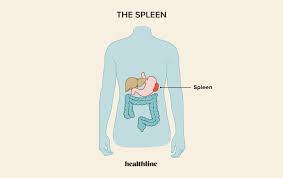 The Spleen: What Does It Do, Location, Pain, And More
