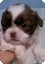 And do these tiny pups make perfect pets? Mcminnville Tn Maltese Meet Maltese Shih Tzu Female A Pet For Adoption