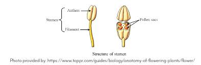 In order for a plant to reproduce the process of fertilisation must take place. Flowers And Maturation Ks Corn