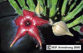 It's a species of fish that smells like peeled cucumber. Stinking Flowers