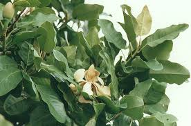 Image result for Magnolia delavayi