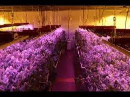We did not find results for: Led Vs 1000w Double Ended Hps Medical Cannabis Grow Test Youtube