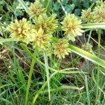 Image result for Cyperus difformis
