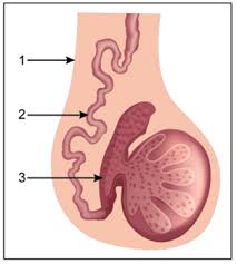 Choose either structure 3 or structure 4, write the number of the structure on the line below, and. The Diagram Shown Below Is The Longitudinal Section Of A Testis Of Man Study Itcarefully And Answer The Questions That Follow Label The Parts Numbered 1 To 3 In The Diagram From Class