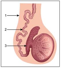 Are there any print outs from websites i can print out to aid me in labeling and memorization of the skeleton of the human body? The Diagram Shown Below Is The Longitudinal Section Of A Testis Of Man Study Itcarefully And Answer The Questions That Follow Label The Parts Numbered 1 To 3 In The Diagram From Class