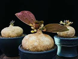 Image result for Adenia