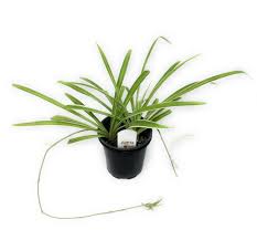 Image result for Chlorophytum sparsiflorum