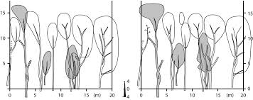 Image result for Trichopteryx fruticulosa