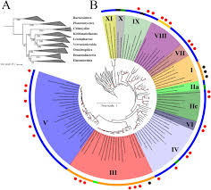 Want the best pest control company in modesto, ca? Aquatic Elusimicrobia Are Metabolically Diverse Compared To Gut Microbiome Elusimicrobia And Some Have Novel Nitrogenase Like Gene Clusters Biorxiv