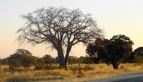 Image result for Schinziophyton rautanenii