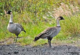 The legs and feet are pink. Hawaiian Nene Goose Types Of Ducks Geese