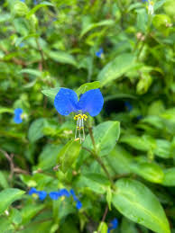 Image result for Commelina