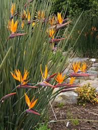 Bird Of Paradise Flower Meaning In Hindi Strelitzia Juncea World Of Flowering Plants Birds Of Paradise Plant Tropical Plants Birds Of Paradise Flower