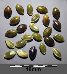 Image result for Panicum miliaceum