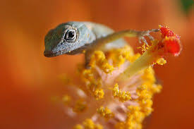 We want to hear your opinion! Pollen Guitar Lizard Baby Lizards Cute Animal Pictures
