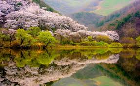 Res 1920x1080 explore more 4k wallpapers spring flowers. Green Leafed Trees Spring Forest Mountains Lake Reflection Blossoms Trees Nature Landscape Spring Desktop Wallpaper Nature Wallpaper Spring Wallpaper