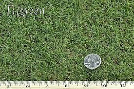 Tifway 419 is an excellent choice for fairways more than a supplier, atlas turf collaborates with clients to provide complete grassing solutions from. West Coast Turf Tifgreen 328 Bermuda Grass In Socal