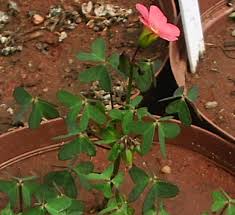 Image result for Oxalis semiloba