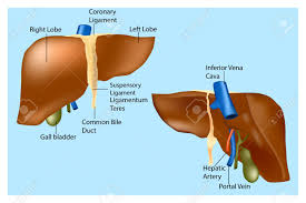 Documents similar to liver pathophysiology and schematic diagram. Human Liver Anatomy Anatomy Drawing Diagram