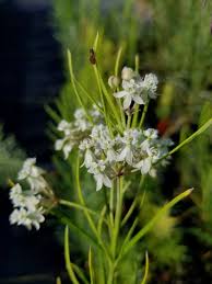Image result for Asclepias aurea