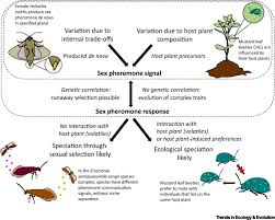Image result for Cyperus breviradius