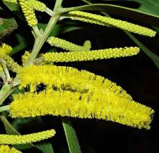 Image result for Acacia auriculiformis