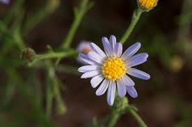 Image result for Coronopus integrifolius