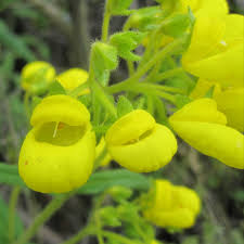 Image result for Calceolariaceae