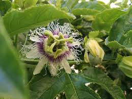 Aumentando la familia de pasifloras. 🌺Passiflora Edulis.( fruta de la  pasión, maracuyá). 🌺Passiflora Mollissima. (Curuba, pasiflora banana).  🌺Passiflora Ligularis. (Granadilla). 🌺Passiflora ???? (Grande amarilla,  todavía no se cual es ...
