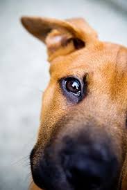 Black And Brown Dog Breeds Puppy Thebarkives Com Raining Cats And Dogs Dog Lovers Dog Love