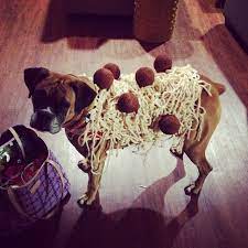Diy Dog Costume Funny Lovely Ideas Maskerix Com Lustige Hundekostume Hund Diy Hunde In Kostumen