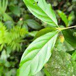 Image result for Rothmannia urcelliformis