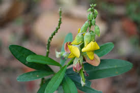 Image result for Crotalaria preladoi