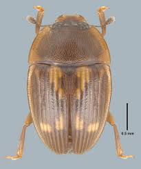 Image result for Nicolasia stenoptera