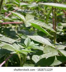 Image result for Solanum scabrum