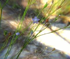 Image result for Wahlenbergia subaphylla