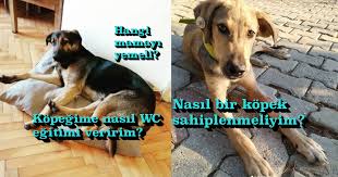 Kopegi Olanlarin Ya Da Sahiplenmek Isteyenlerin Egitim Besleme Ve Saglik Konusunda Bilmesi Gereken Her Sey Onedio Com