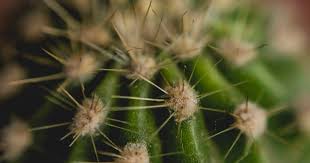 Consiste en la representación de las causas en torno a un problema o situación específica. Porque Los Cactus Tienen Espinas
