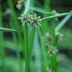 Image result for Schoenoplectiella mucronata