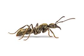 Image result for Anthonotha noldeae