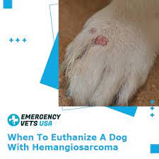 The sad part is the symptoms will be getting worse from time to time and finally, there would have no alternative without euthanization. When To Euthanize A Dog With Hemangiosarcoma What To Watch For