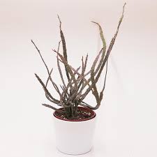 Image result for Euphorbia platycephala