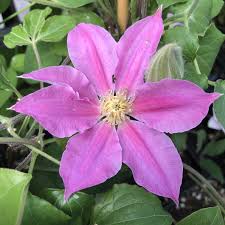 Plant it in sun or partial shade. Clematis Abilene Garden Crossings