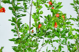 We did not find results for: Wonderful Pomegranate Tree For Sale Buy Fruit Trees Perfect Plants