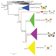 Image result for Crepidorhopalon whytei