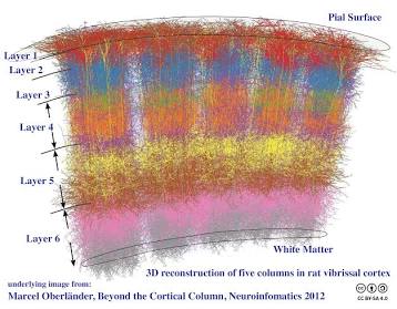 Cortical columns operate as independent modeling systems inside the neocortex., AI generated