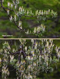 Image result for Agelanthus